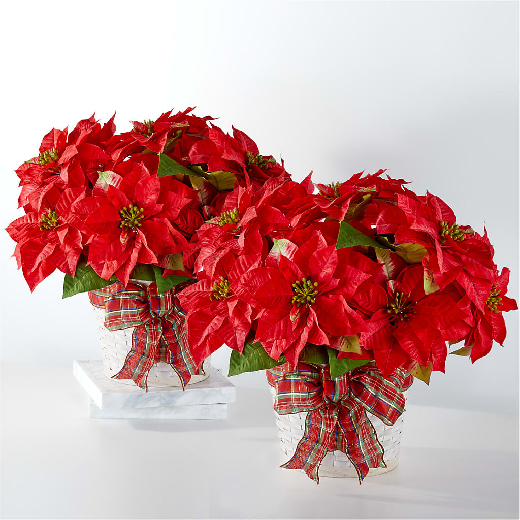 Happiest Holidays Poinsettia Bundle – Joya Flowers, Central Islip NY
