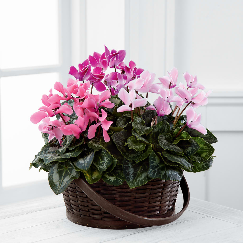 Mixed Cyclamen Planter – Joya Flowers, Central Islip NY