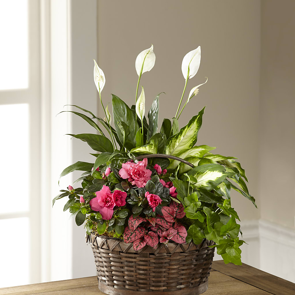 Dream in Pink Dishgarden – Joya Flowers, Central Islip NY