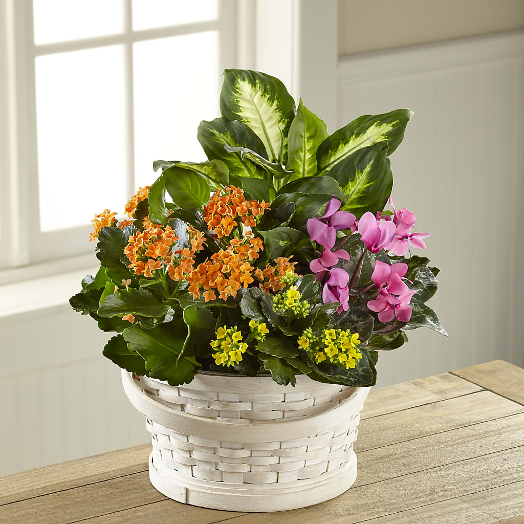 Color Crush Dishgarden – Joya Flowers, Central Islip NY