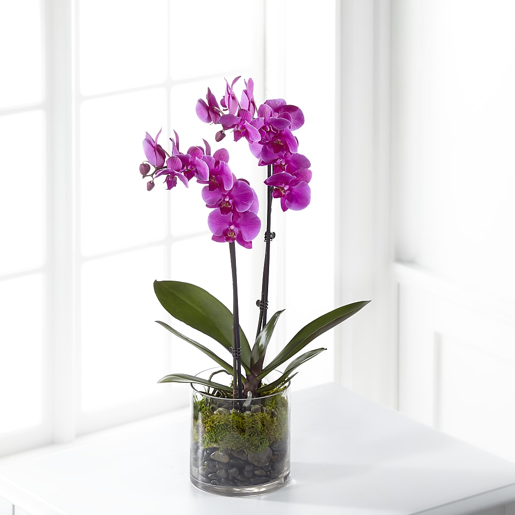 Pink Orchid Plant – Joya Flowers, Central Islip NY