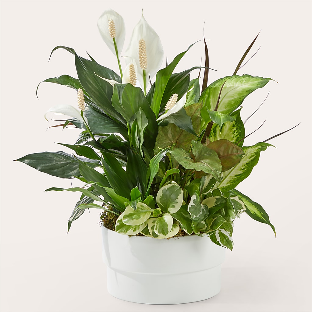 Radiating Positivity Dishgarden – Joya Flowers, Central Islip NY