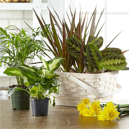 Florist Designed Blooming and Green Plants in a Basket –  Joya Flowers, Central Islip NY
