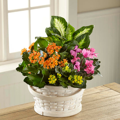 Color Crush Dishgarden –  Joya Flowers, Central Islip NY