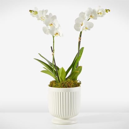 Whispering White Orchid –  Joya Flowers, Central Islip NY