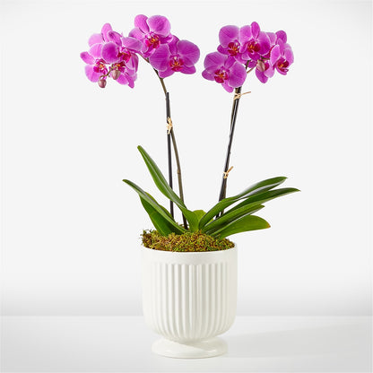 Friendly Fuchsia Orchid –  Joya Flowers, Central Islip NY