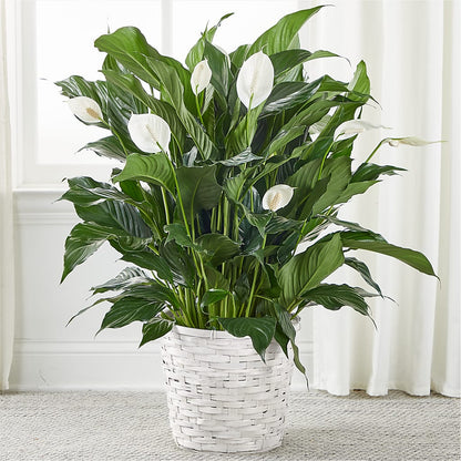 A New Leaf Peace Lily –  Joya Flowers, Central Islip NY
