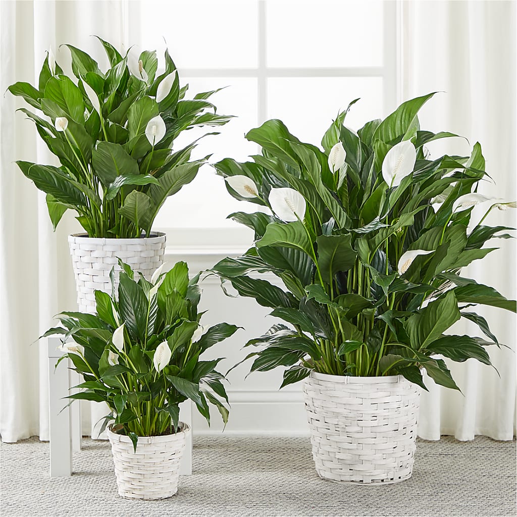 A New Leaf Peace Lily –  Joya Flowers, Central Islip NY