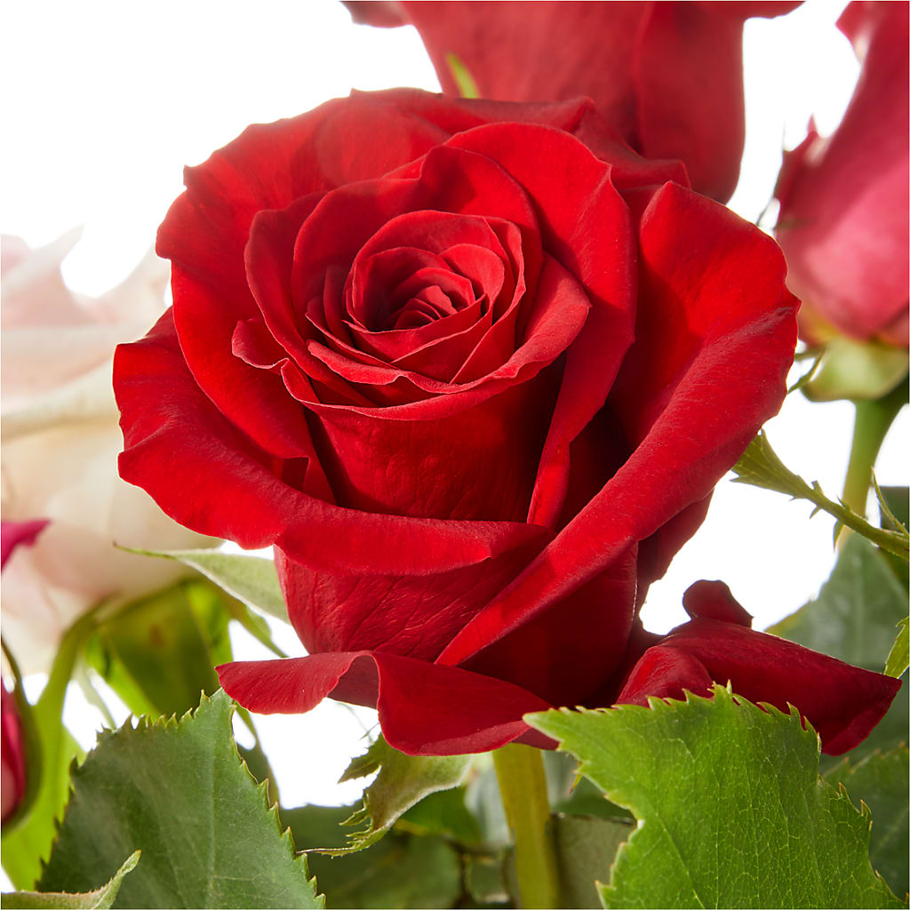 Love Notes Rose Bouquet –  Joya Flowers, Central Islip NY