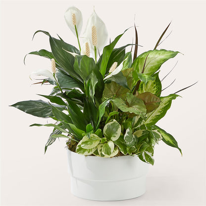 Radiating Positivity Dishgarden –  Joya Flowers, Central Islip NY
